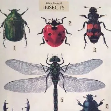 Posters-Natural History of Insects
