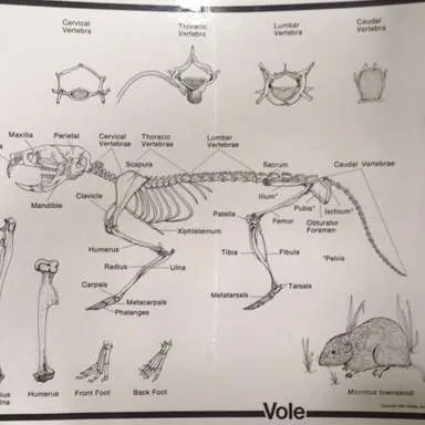 Posters-Owl Pellet Dissection - Vole skeleton