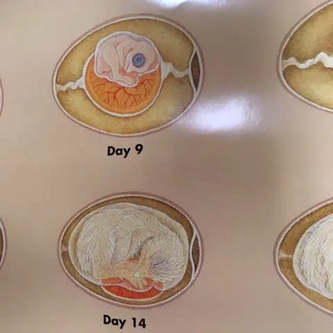 Posters-Chick Development