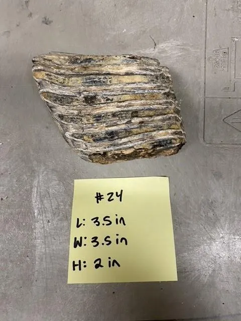 Fossils-Mammoth Teeth