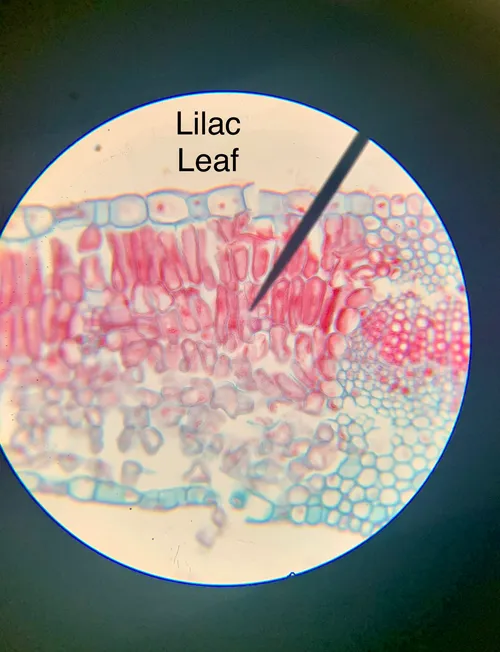 Slides- Leaves, Lilac and Lily