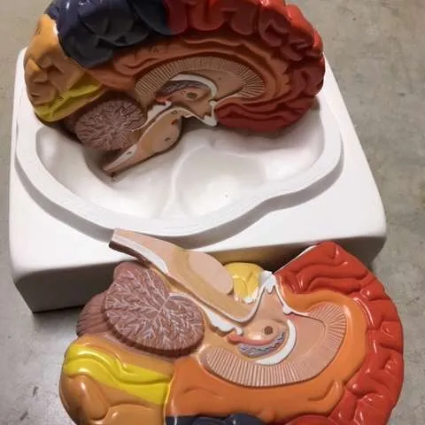 Models-Brain, colorful