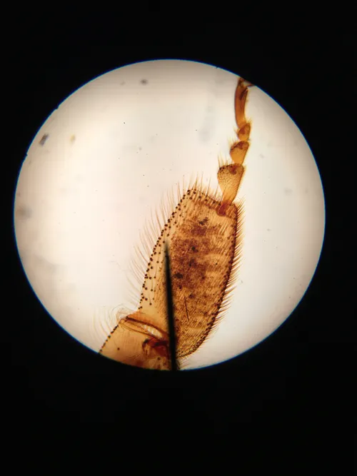 Slides: Honeybee Leg w.m.