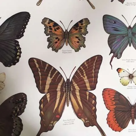 Posters-Butterflies 