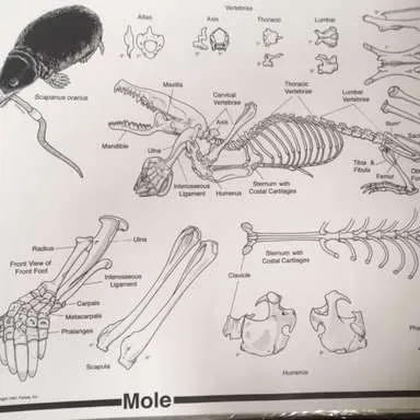 Posters-Owl Pellet Dissection - Mole skeleton