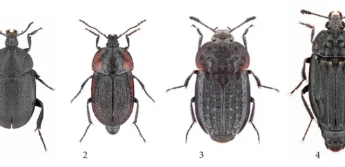 beetles- spesimen (silphidae)