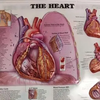 Posters-Heart (3D)