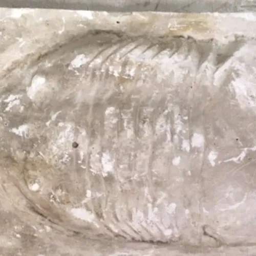 Fossils-Trilobite F, (Large, white)