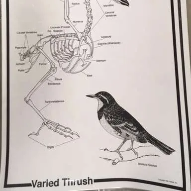 Posters-Owl Pellet dissection Varied Thrush Skeleton