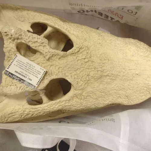 Skulls-Crocodile Skull (Nile)