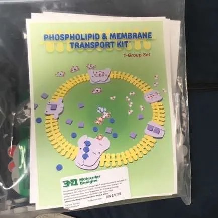 Models-Phospholipid and Membrane Transport Kit