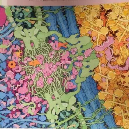 Posters-Human Cell, Tour of a human cell