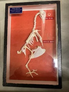 Skeleton-Pigeon