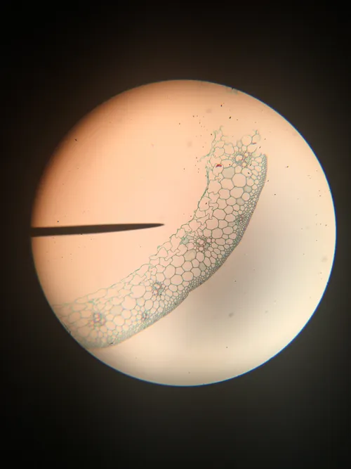 Slides: Triticum Stem (wheat, monocot), c.s.