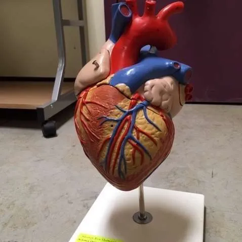 Models-Heart 3B  (Large) 