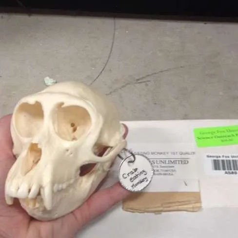 Skulls-Monkey Skull (Crab-eating )