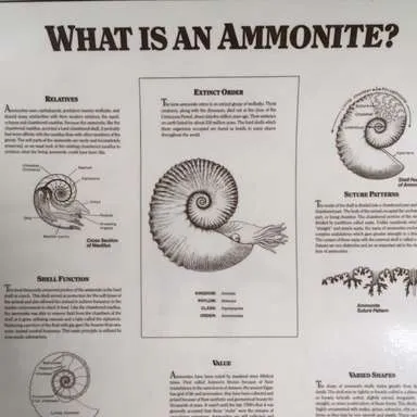 Posters-Ammonite What is a…