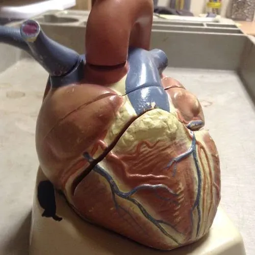 Models-Heart (brown, base, colored vessels)