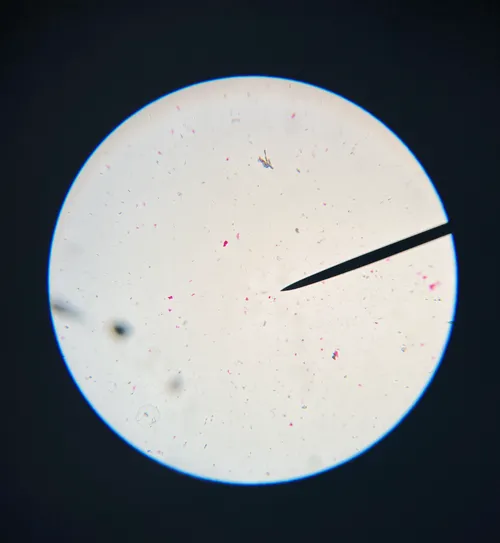 Slides_Bacteria Types w.m. 