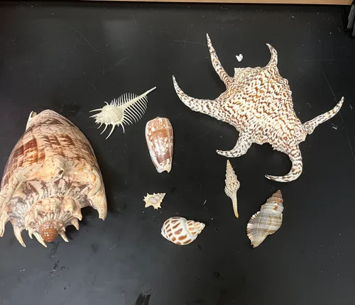 Seashell Variety