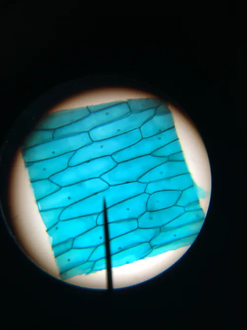 Slides: Onion Bulb Epidermis Allium w.m.