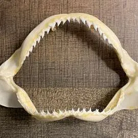 Skeletons-shark jaw