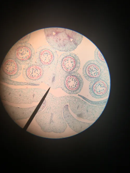 Slides: Lily Flower Bud (monocot) c.s.