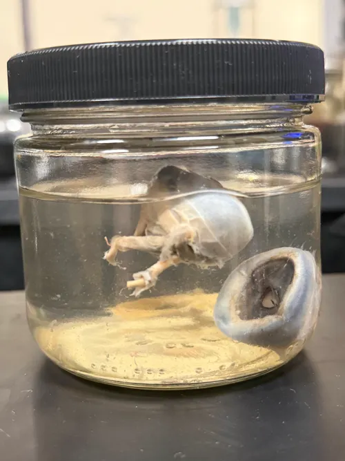 Dogfish Shark Brain & Eyes 