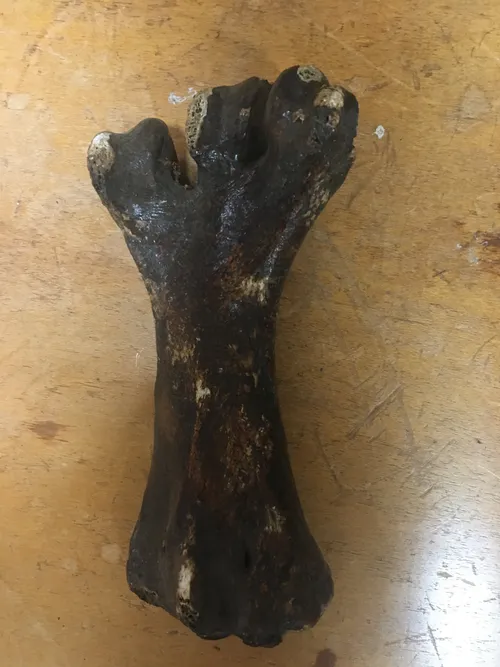 Specimen-Cannon bone (lower front limb) of cattle