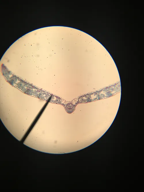 Slides: Grass Leaf Poa, c.s.