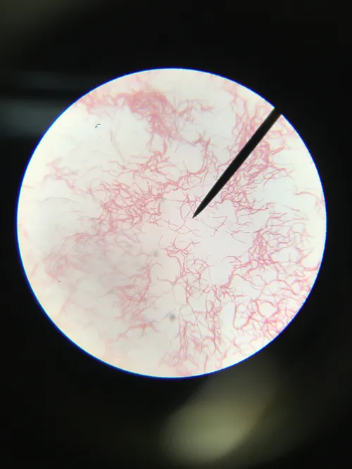 Slides- Gram Negative Bacillus, Bacteria w.m.