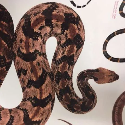 Posters-Snakes, Snakes Alive!