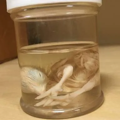 Animals (preserved): Chicks embryos, developing