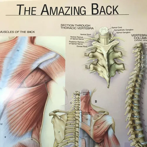 Poster: The Amazing Back