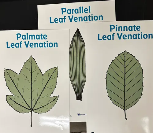 Posters-Leaf Venation (Set of 3)
