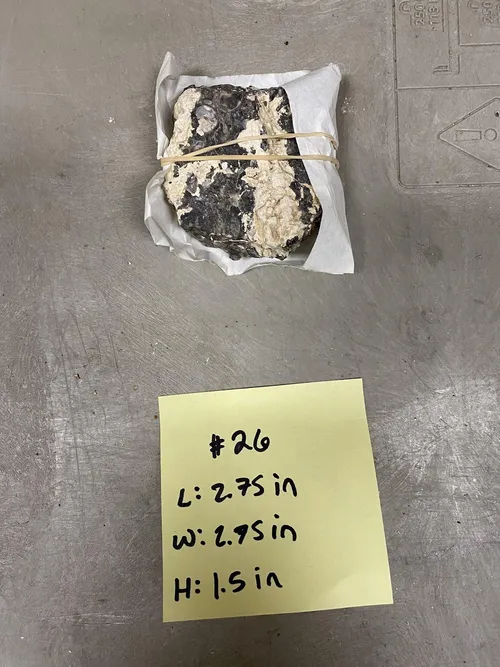 Elimia Tenera Fossil 