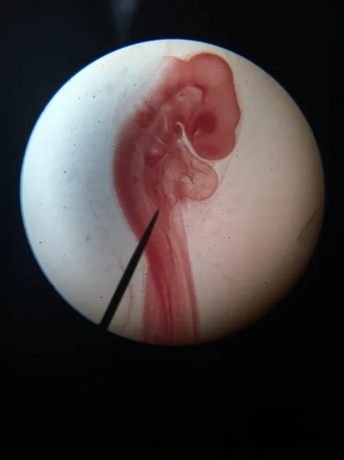 Slides-Chick 60-70 hour (embryo) w.m.