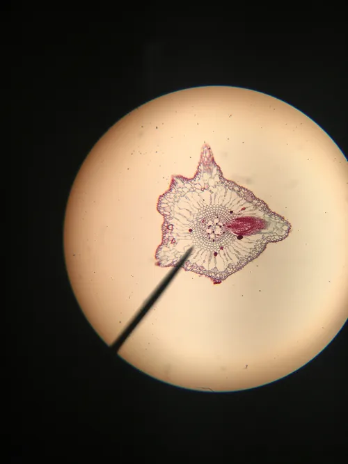 Slides-Lateral Root Origin (dicot), c.s.