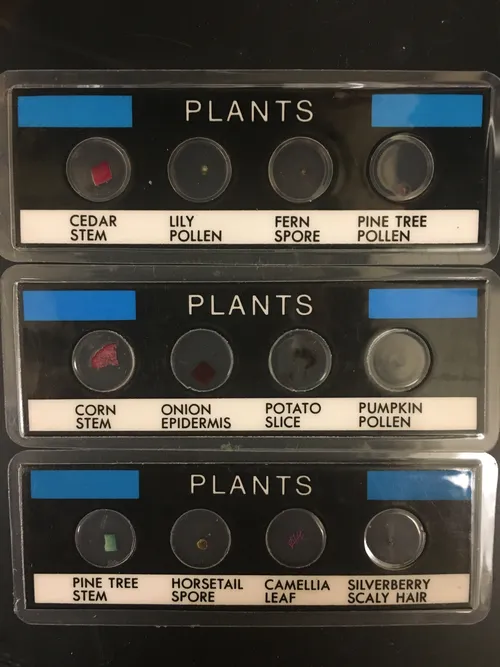 Slides: Plant Tissues Slide Set of 3