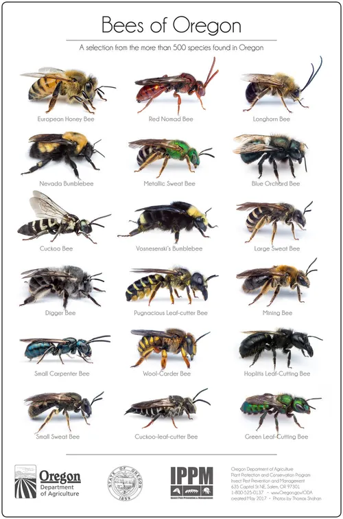 Posters-Bees of Oregon