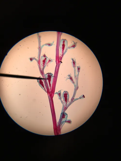 Slides: Obelia, w.m. (cnidarian)