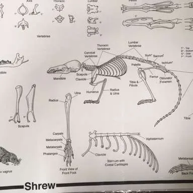 Posters-Owl Pellet Dissection - Shrew skeleton