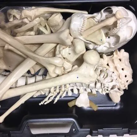 Anatomy-Disarticulated Human Skeleton Plastic 