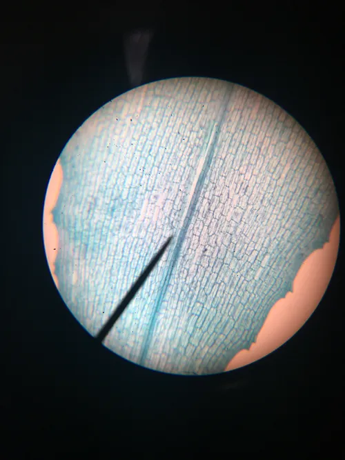 Slides-Elodea leaf w.m.