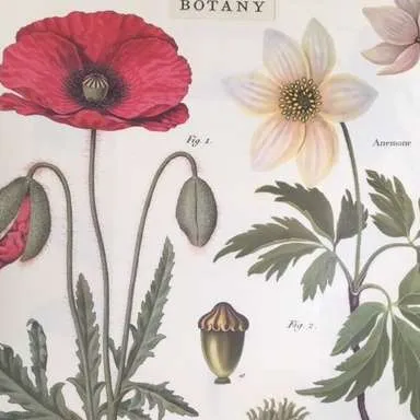 Posters-Botany, Flowers (Papaver and Anemone)