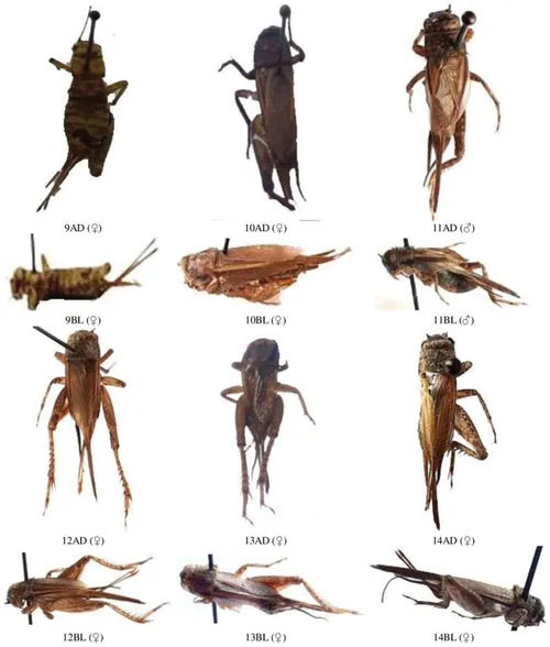 Crickets specimen (Grillidae)