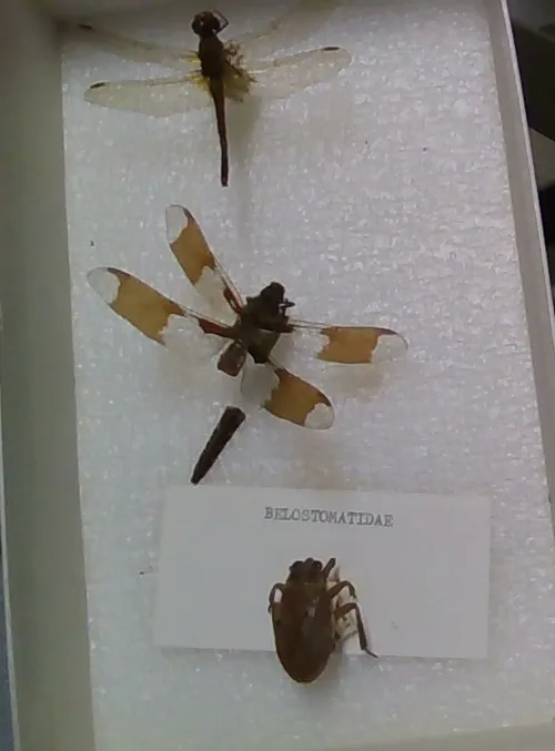Dragonflys and Giant Water Bug (libellulidae, belostomatidae)