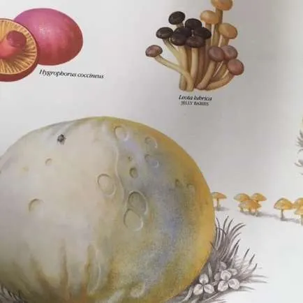 Posters-Fungi, Have fungi but be careful