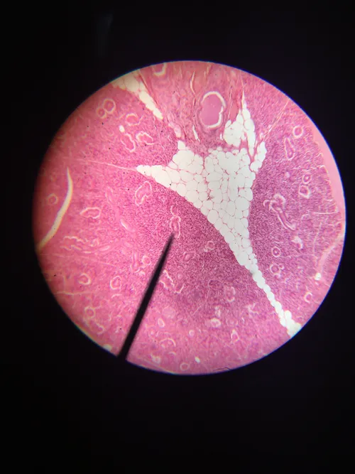 Slides: Submandibular (submaxillary) Gland sec.