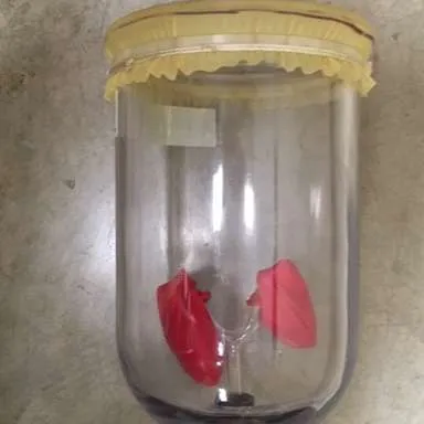 Models-Lung and Diaphragm 